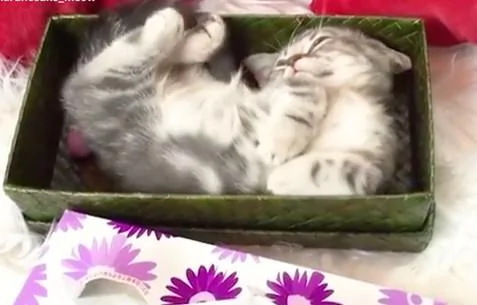 小猫咪在箱子里睡觉想翻个身 可是空间不够 猫咪只能这样做!