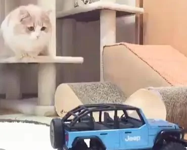 猫咪在研究遥控玩具车 坏心眼主人按下开关 猫咪吓得好像触了电!