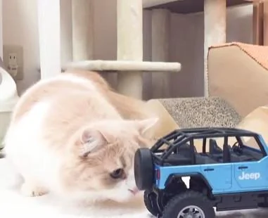 猫咪在研究遥控玩具车 坏心眼主人按下开关 猫咪吓得好像触了电!