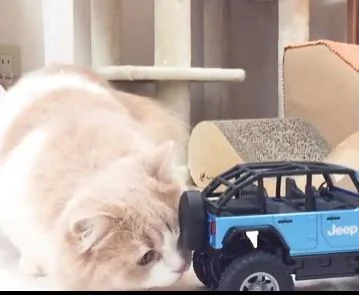 猫咪在研究遥控玩具车 坏心眼主人按下开关 猫咪吓得好像触了电!