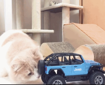 猫咪在研究遥控玩具车 坏心眼主人按下开关 猫咪吓得好像触了电!