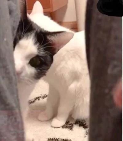 主人用手指逗猫 猫咪歪着脑袋仔细盯着 网友:太萌了!