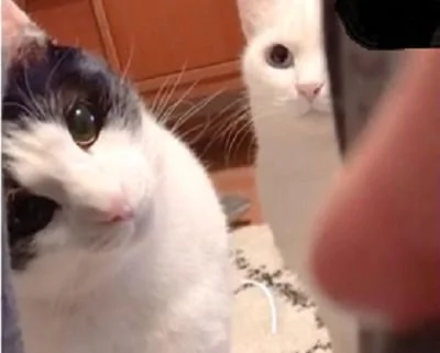 主人用手指逗猫 猫咪歪着脑袋仔细盯着 网友:太萌了!