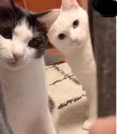 主人用手指逗猫 猫咪歪着脑袋仔细盯着 网友:太萌了!