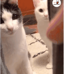 主人用手指逗猫 猫咪歪着脑袋仔细盯着 网友:太萌了!