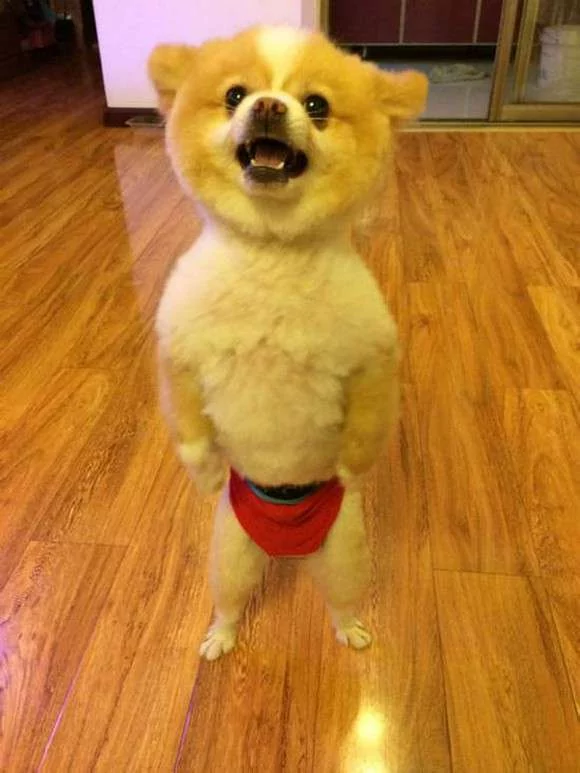”剪这什么鸟头!“小博美理毛失败 气到站起来 不正常走路了!