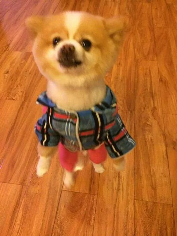 ”剪这什么鸟头!“小博美理毛失败 气到站起来 不正常走路了!