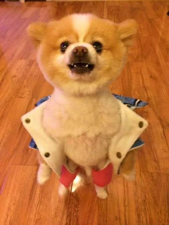 ”剪这什么鸟头!“小博美理毛失败 气到站起来 不正常走路了!