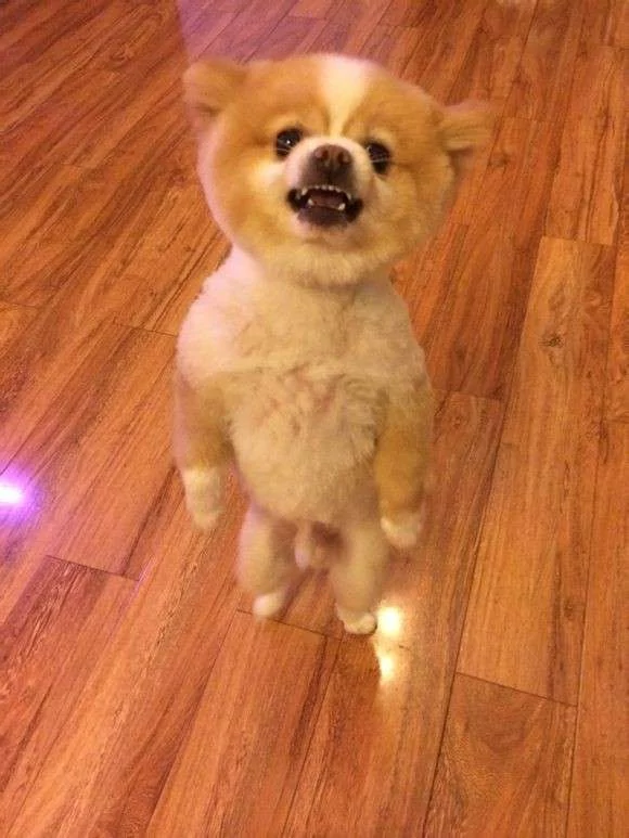 ”剪这什么鸟头!“小博美理毛失败 气到站起来 不正常走路了!