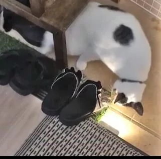 猫咪偷偷拿草坪带回自己的”秘密基地“ 主人去讨要 猫咪死咬不撒嘴!