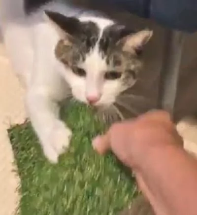 猫咪偷偷拿草坪带回自己的”秘密基地“ 主人去讨要 猫咪死咬不撒嘴!