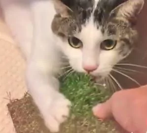 猫咪偷偷拿草坪带回自己的”秘密基地“ 主人去讨要 猫咪死咬不撒嘴!