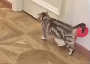猫咪不知道自己的尾巴上粘着一个气球 就这样大摇大摆地走着 超滑稽!