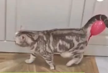 猫咪不知道自己的尾巴上粘着一个气球 就这样大摇大摆地走着 超滑稽!