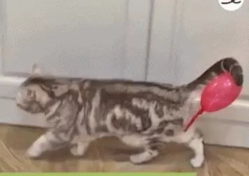猫咪不知道自己的尾巴上粘着一个气球 就这样大摇大摆地走着 超滑稽!