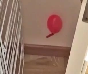 猫咪不知道自己的尾巴上粘着一个气球 就这样大摇大摆地走着 超滑稽!