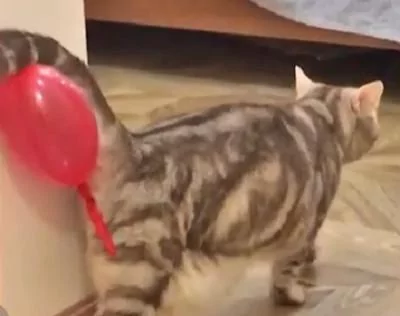 猫咪不知道自己的尾巴上粘着一个气球 就这样大摇大摆地走着 超滑稽!