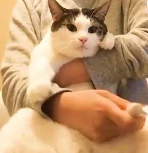主人给猫咪梳顺脑袋上的毛 这一梳子下去 猫咪的眼睛像极了...!