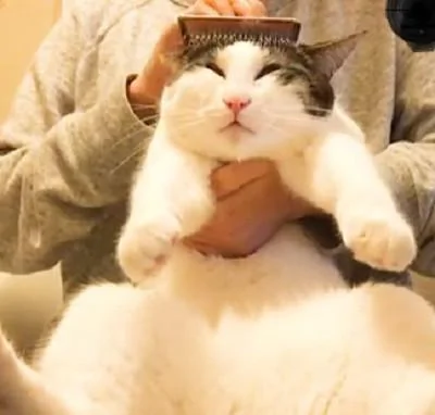 主人给猫咪梳顺脑袋上的毛 这一梳子下去 猫咪的眼睛像极了...!