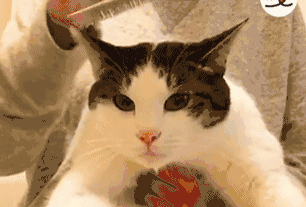 主人给猫咪梳顺脑袋上的毛 这一梳子下去 猫咪的眼睛像极了...!
