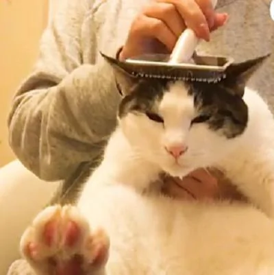 主人给猫咪梳顺脑袋上的毛 这一梳子下去 猫咪的眼睛像极了...!
