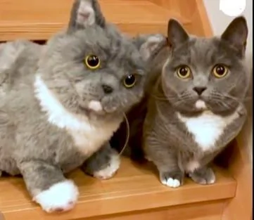 主人买了个和猫咪一样的玩偶回家 网友:太像了!