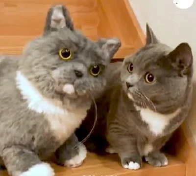 主人买了个和猫咪一样的玩偶回家 网友:太像了!