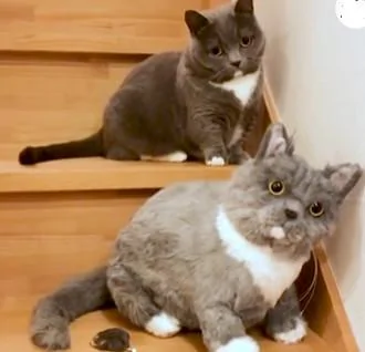 主人买了个和猫咪一样的玩偶回家 网友:太像了!