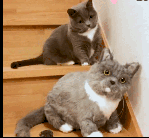主人买了个和猫咪一样的玩偶回家 网友:太像了!