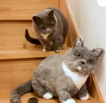 主人买了个和猫咪一样的玩偶回家 网友:太像了!