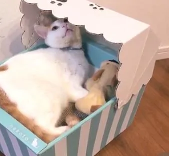 猫咪睡在摇篮里休息 主人给它摇 猫咪:好想睡啊!