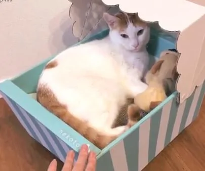 猫咪睡在摇篮里休息 主人给它摇 猫咪:好想睡啊!