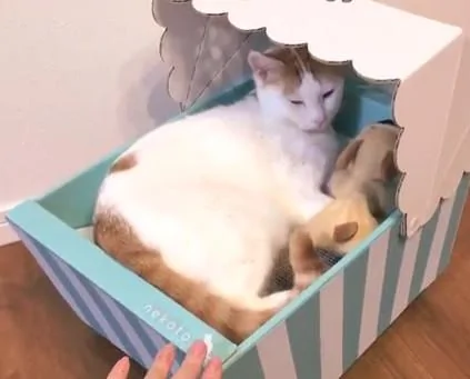 猫咪睡在摇篮里休息 主人给它摇 猫咪:好想睡啊!