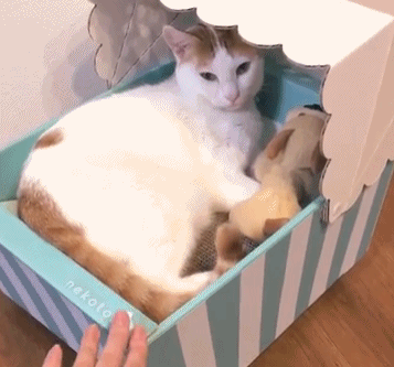 猫咪睡在摇篮里休息 主人给它摇 猫咪:好想睡啊!