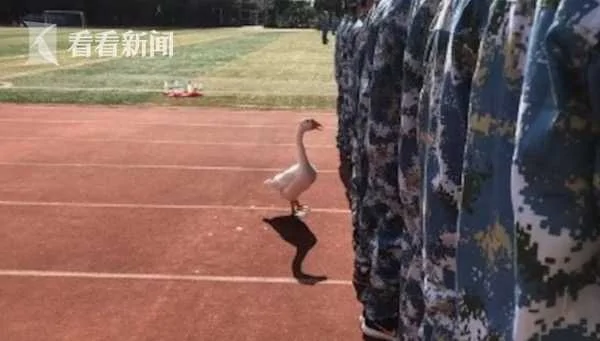 军训开始!“鹅教官”一丝不苟训练新生成网红