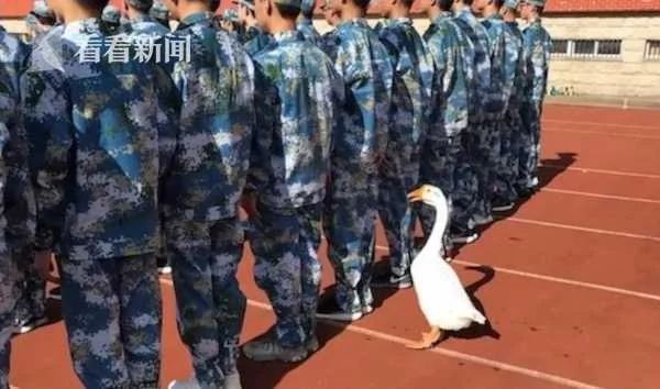 军训开始!“鹅教官”一丝不苟训练新生成网红