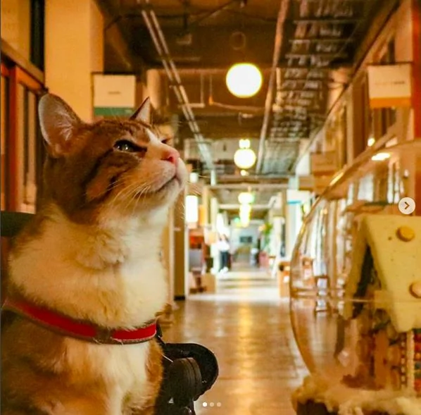 2只跟着主人到处玩耍的猫主子 边玩边成公司高管