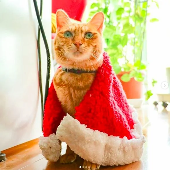 2只跟着主人到处玩耍的猫主子 边玩边成公司高管