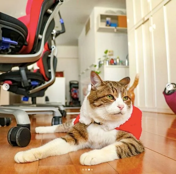 2只跟着主人到处玩耍的猫主子 边玩边成公司高管