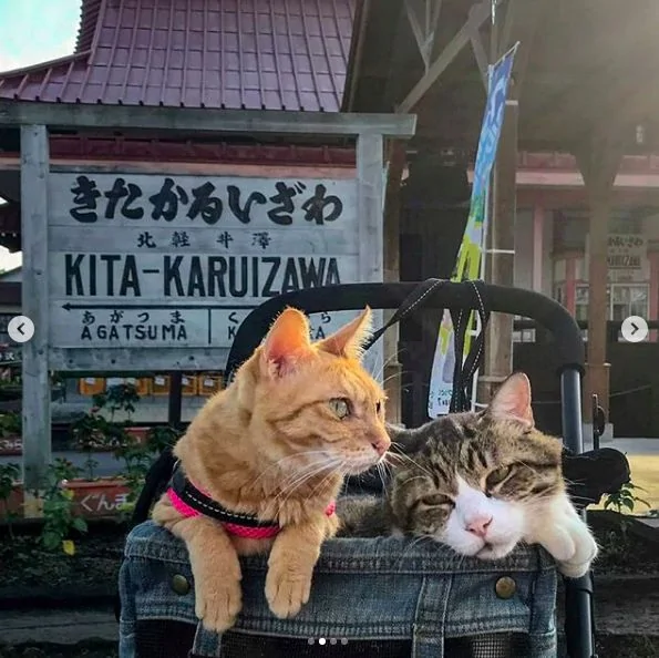 2只跟着主人到处玩耍的猫主子 边玩边成公司高管