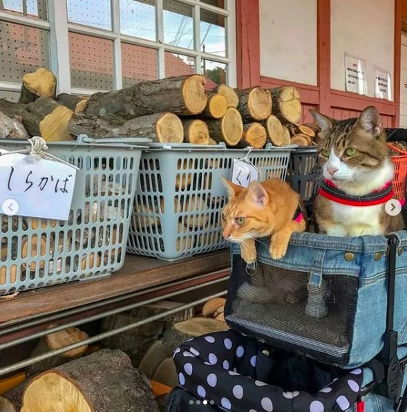 2只跟着主人到处玩耍的猫主子 边玩边成公司高管