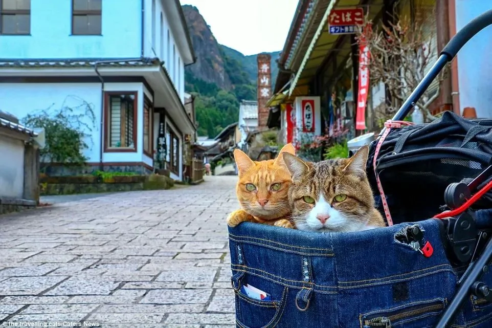 2只跟着主人到处玩耍的猫主子 边玩边成公司高管