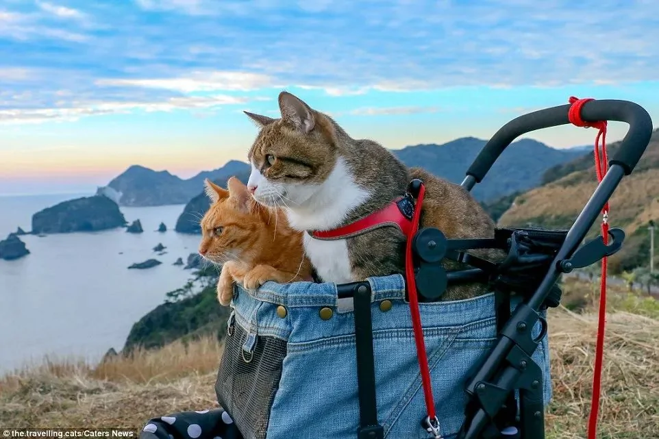 2只跟着主人到处玩耍的猫主子 边玩边成公司高管