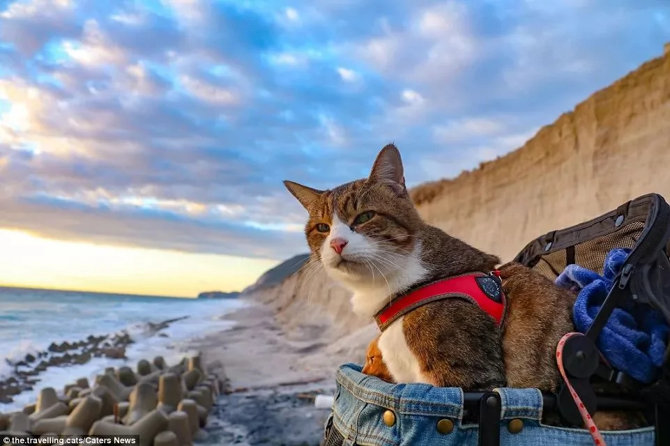 2只跟着主人到处玩耍的猫主子 边玩边成公司高管