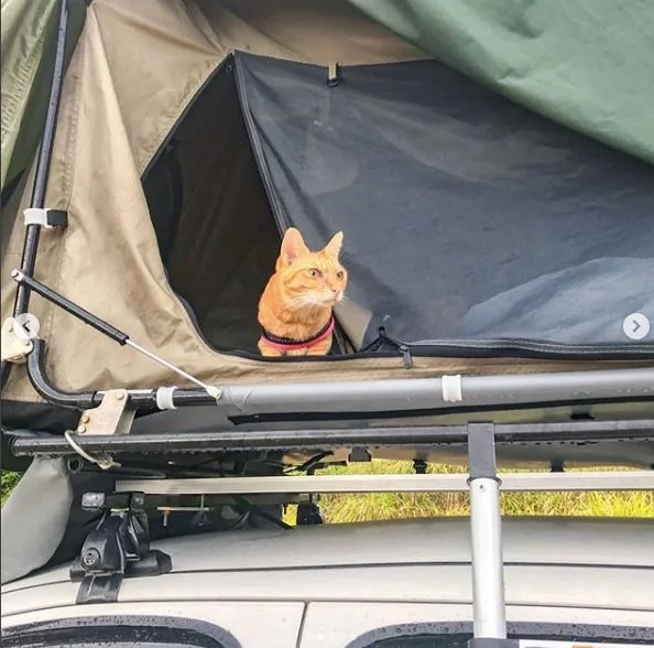 2只跟着主人到处玩耍的猫主子 边玩边成公司高管