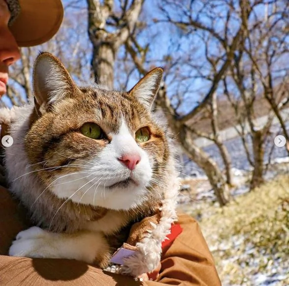 2只跟着主人到处玩耍的猫主子 边玩边成公司高管