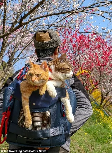 2只跟着主人到处玩耍的猫主子 边玩边成公司高管