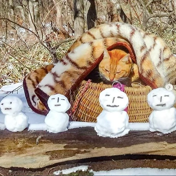 2只跟着主人到处玩耍的猫主子 边玩边成公司高管