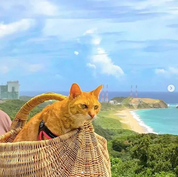 2只跟着主人到处玩耍的猫主子 边玩边成公司高管