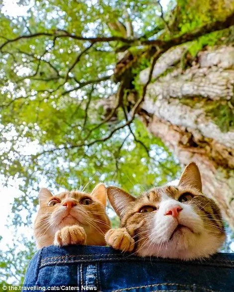 2只跟着主人到处玩耍的猫主子 边玩边成公司高管
